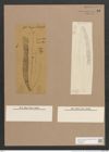 Navicula halionata Pant. (de-Toni-Nr.: Genus 1, Species 30) Zeichnungen Sammlung Grunow Nr. 82 (NHMW-BOT-W0366284)